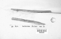 Stemphylium vesicarium image